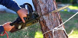 Best Tree Preservation Services  in Lake Erie Beach, NY