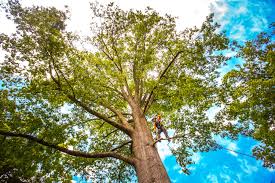Best Pest Control for Lawns  in Lake Erie Beach, NY