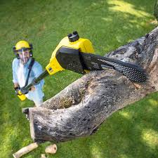 Best Arborist Consultation Services  in Lake Erie Beach, NY