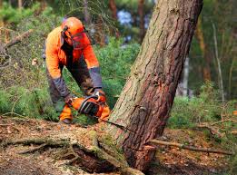  Lake Erie Beach, NY Tree Services Pros
