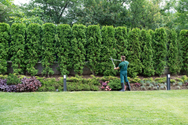 Best Tree Disease Treatment  in Lake Erie Beach, NY