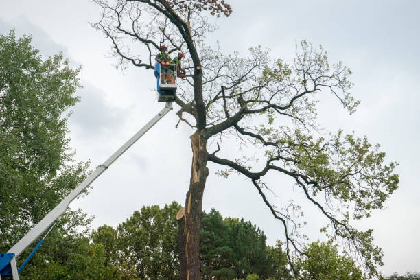 Best Aeration Services  in Lake Erie Beach, NY