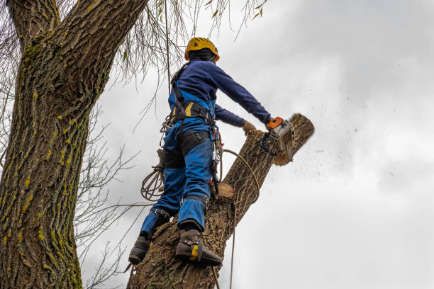 How Our Tree Care Process Works  in  Lake Erie Beach, NY