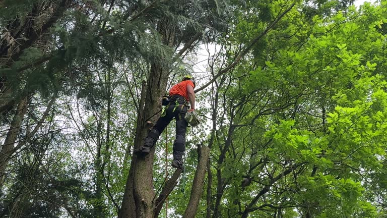 Best Tree Trimming and Pruning  in Lake Erie Beach, NY