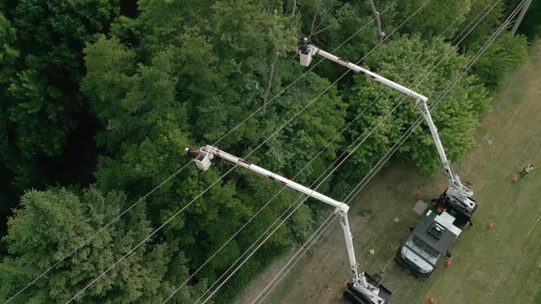 Best Storm Damage Tree Cleanup  in Lake Erie Beach, NY