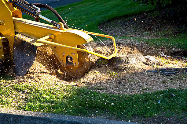 Best Lawn Watering Services  in Lake Erie Beach, NY