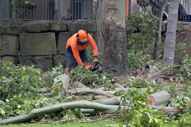 Best Tree Removal  in Lake Erie Beach, NY