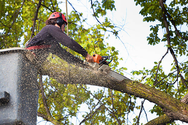 Best Lot and Land Clearing  in Lake Erie Beach, NY