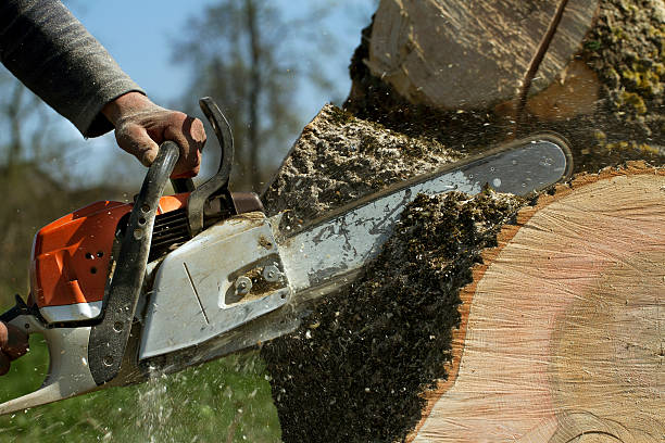 Trusted Lake Erie Beach, NY Tree Services Experts